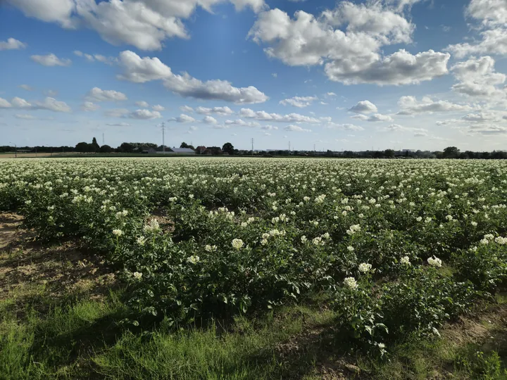 Bellegem, West-Vlaanderen (België)